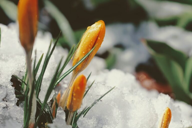 Photo "How to enrich your winter meals with seasonal ingredients"