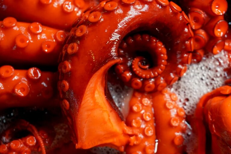 Photo seafood