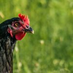 Photo supa clară de pui