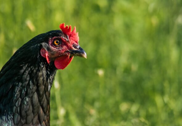 Photo supa clară de pui