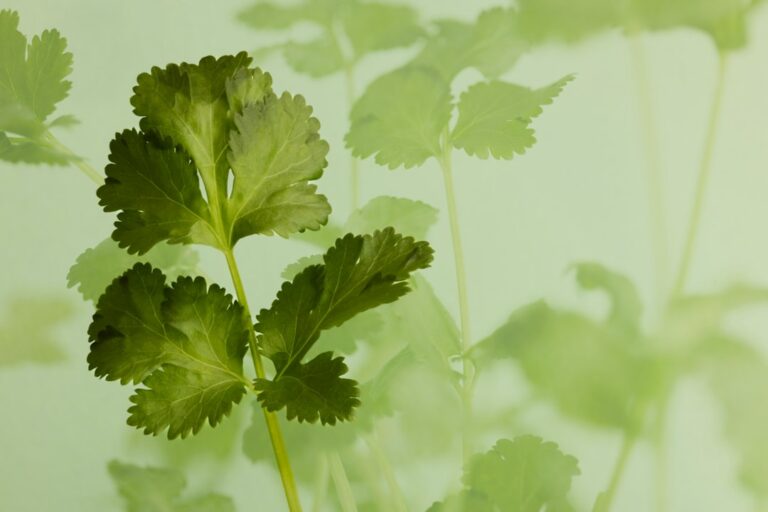 Photo aromatic herbs