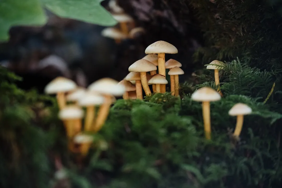 Photo mushrooms