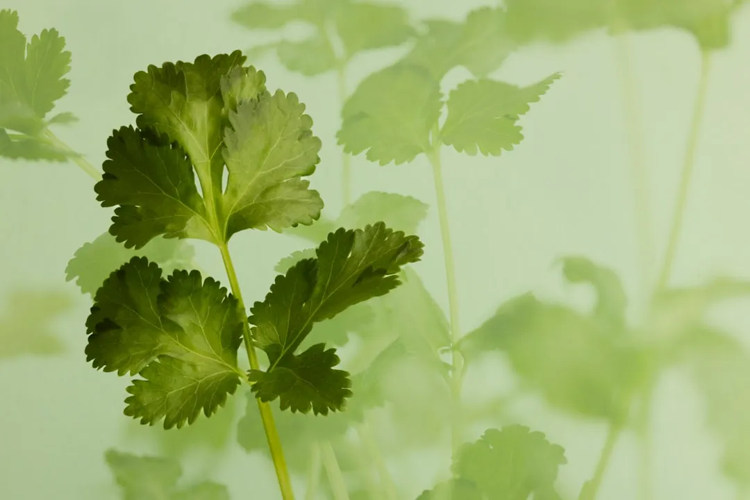 Photo cooking with fresh herbs