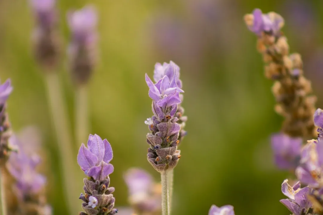 Photo aromatic plants garden