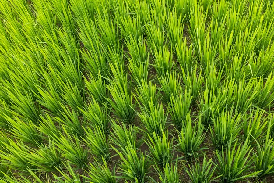 Photo rice texture
